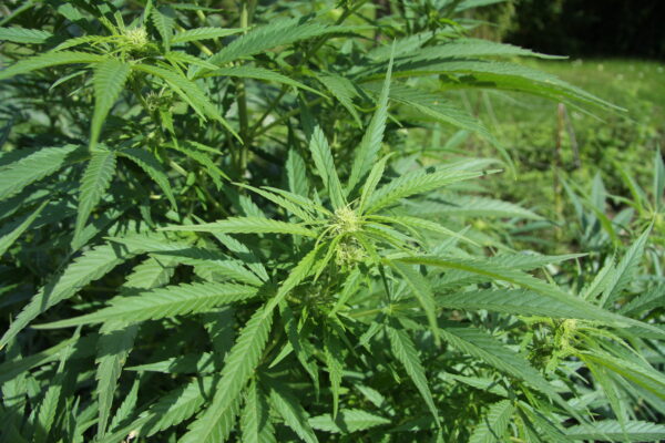 FDA Approves Phase 2 Trial for Cannabis-Based Autism Treatment